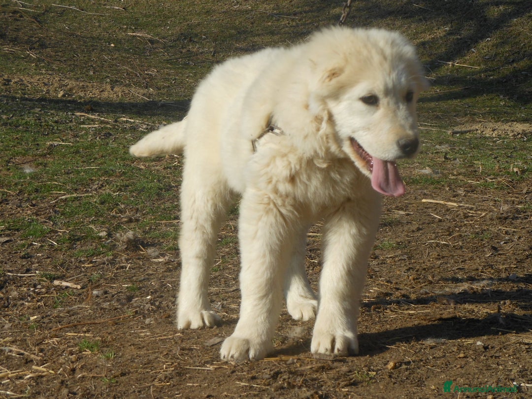Pastore Maremmano cani in vendita: cuccioli di pastore maremmano abruzzese  - Annuncio 32