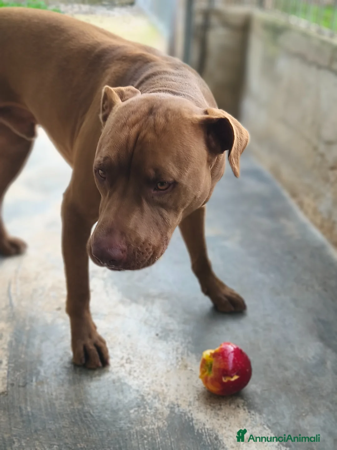 Pitbull cani in regalo: Meraviglioso Red nose - Annuncio 2