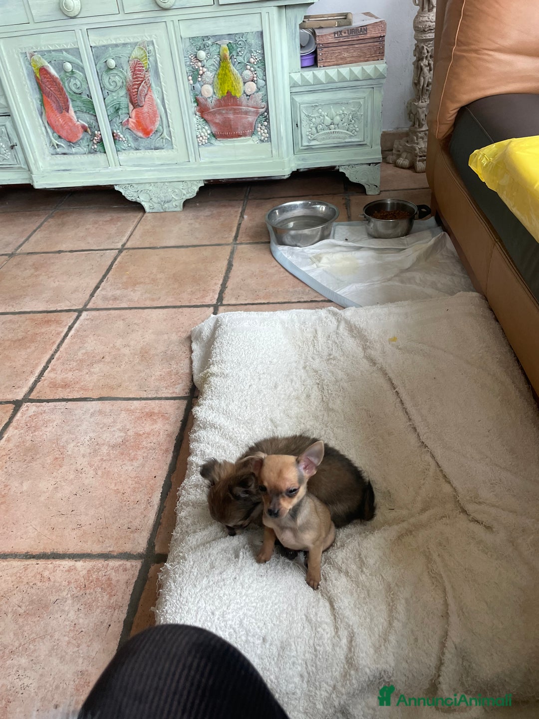 Chihuahua cani in vendita: Chihuahua purissima femmina due mesi e mezzo - Annuncio 5