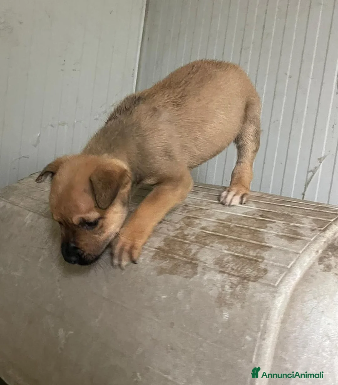 Meticcio cani in regalo: SIMPATICI E TENERI CUCCIOLOTTI - Annuncio 9