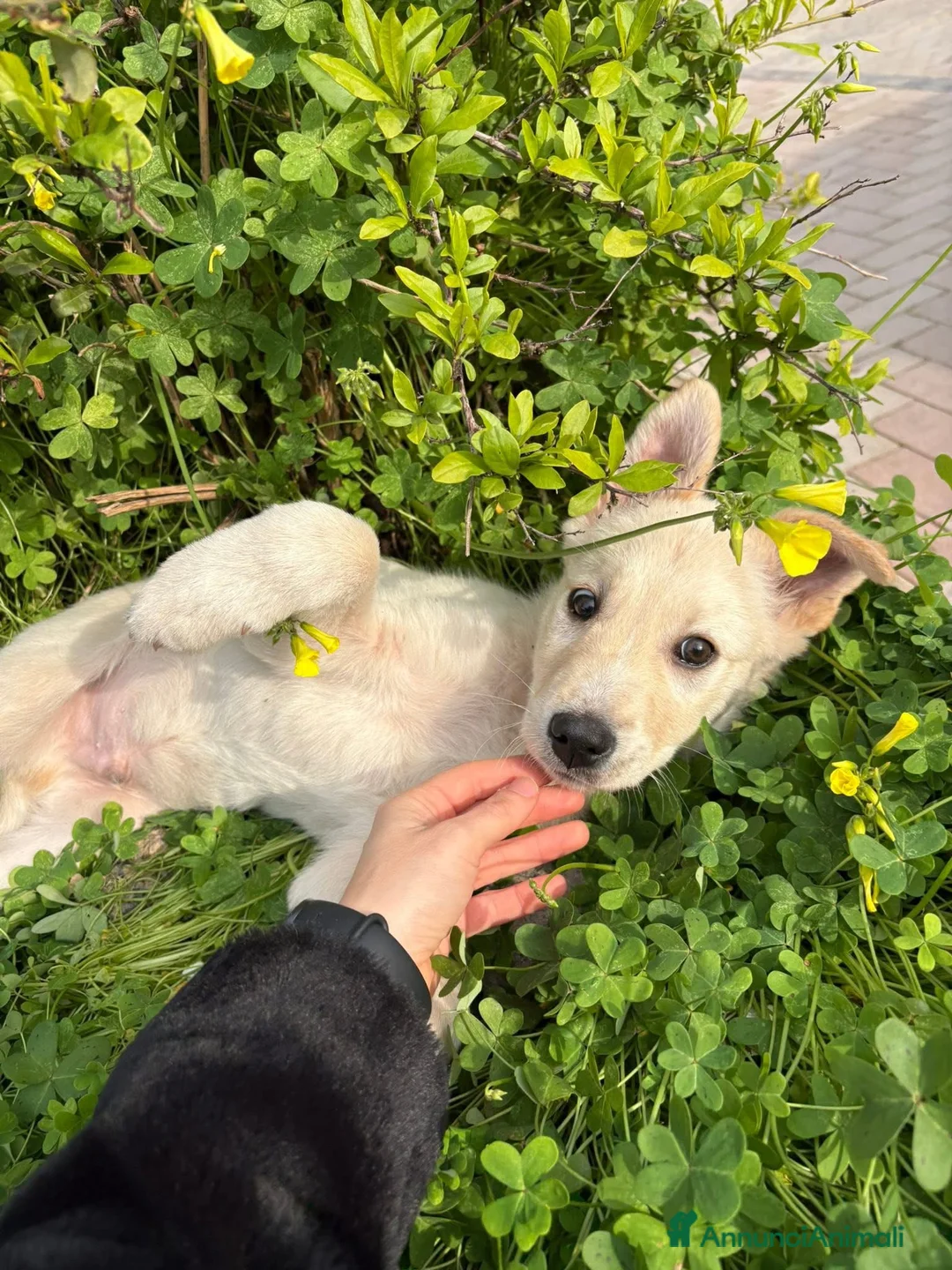 Labrador cani in regalo: Izar cerca casa🩵 - Annuncio 5