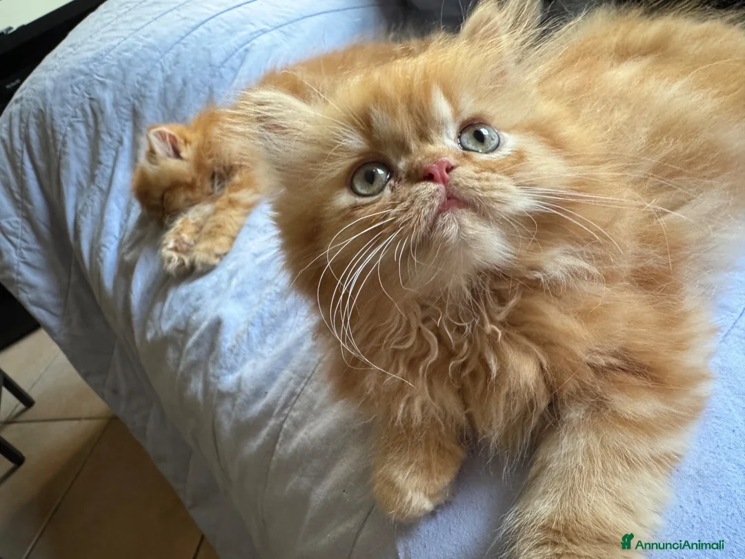 Persiano gatti in vendita: persiano rosso cucciolo - Annuncio 2