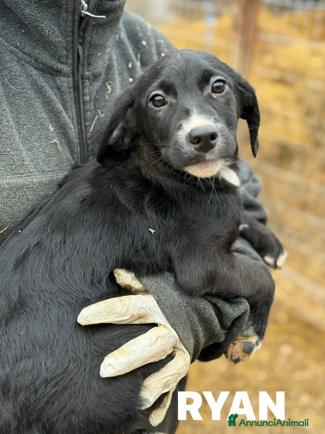 Meticcio cani in regalo: 4 dolcissimi cucciolotti! 3 MESI E MEZZO. - Annuncio 11