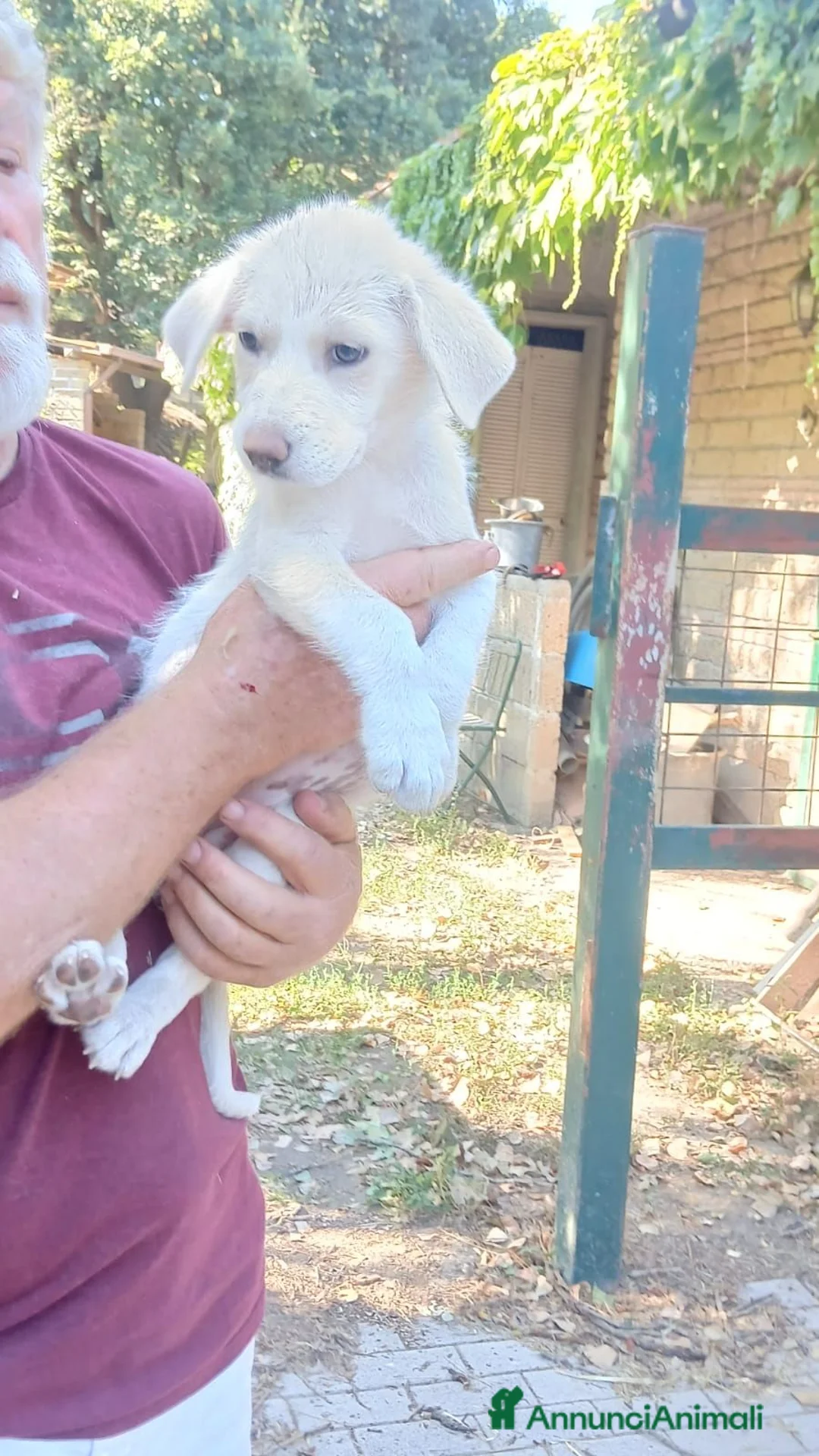 Meticcio cani in regalo: LA DOLCE BIMBA HA BISOGNO DI UNA CASA PER LA VITA - Annuncio 2