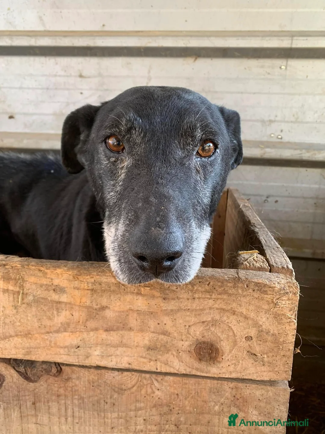 Meticcio cani in regalo: ACHILLE, nonnino triste abbandonato in canile. - Annuncio 2