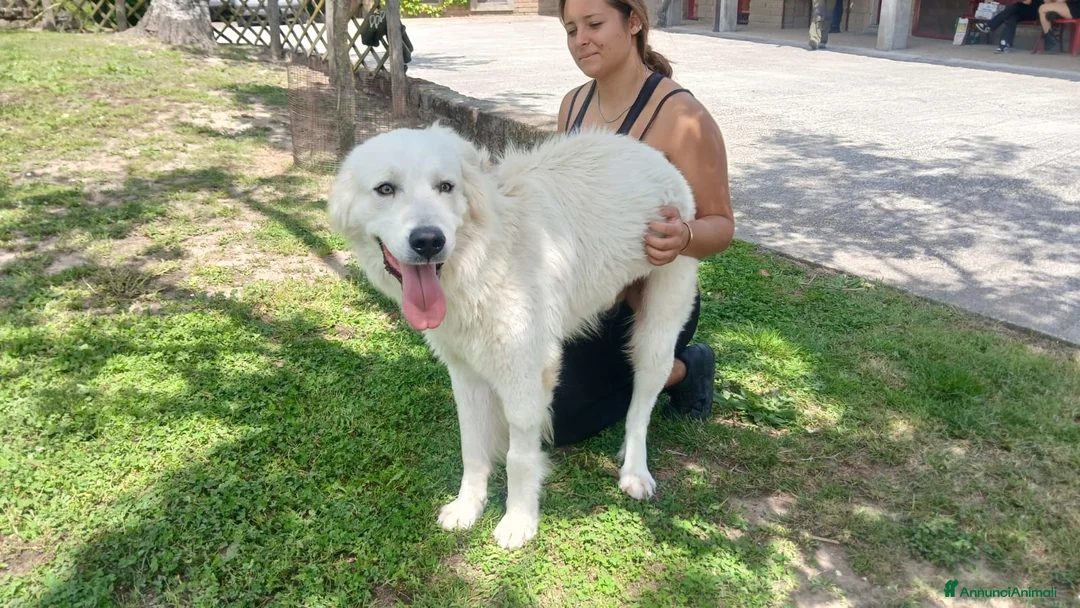 Meticcio cani in regalo: MIRTILLO E LA SUA GIOIA DI VIVERE, IN ADOZIONE - Annuncio 4