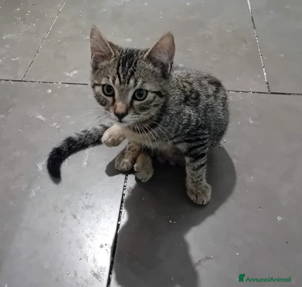 Meticcio gatti IL TENERO NOAH - Annuncio 6