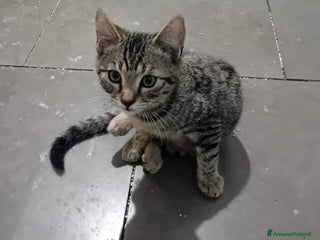 Meticcio gatti IL TENERO NOAH - Annuncio 9