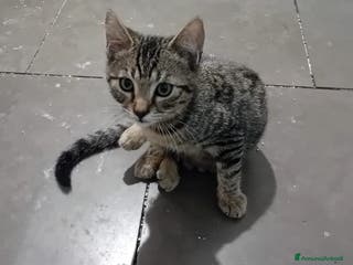 Meticcio gatti IL TENERO NOAH - Annuncio 15