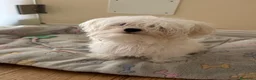 Maltese cani in vendita: Maltese MINITOY  - Annuncio 1