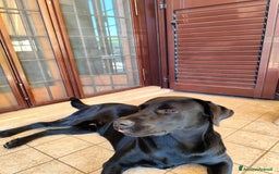 Labrador cani per accoppiamento: Labrador nero per accoppiamento monta pedigre enci - Immagine 3