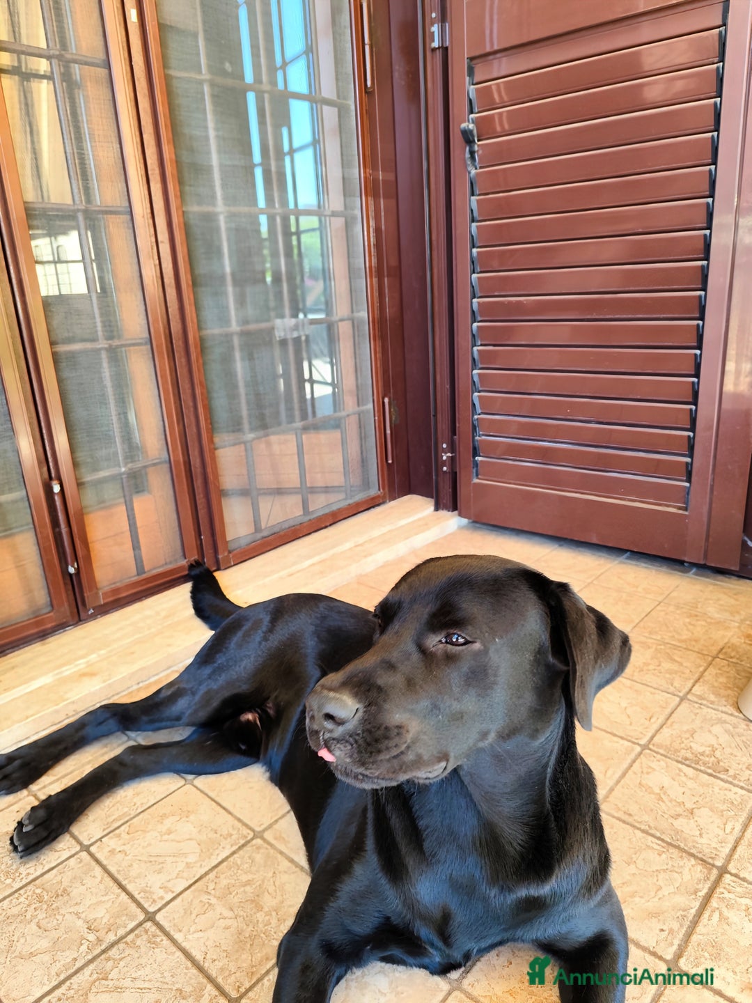 Labrador cani per accoppiamento: Labrador nero per accoppiamento monta pedigre enci - Immagine 3