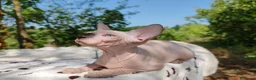 Sphynx gatti in vendita: Disponibili splendidi cuccioli di Sphynx ✨ - Annuncio 5