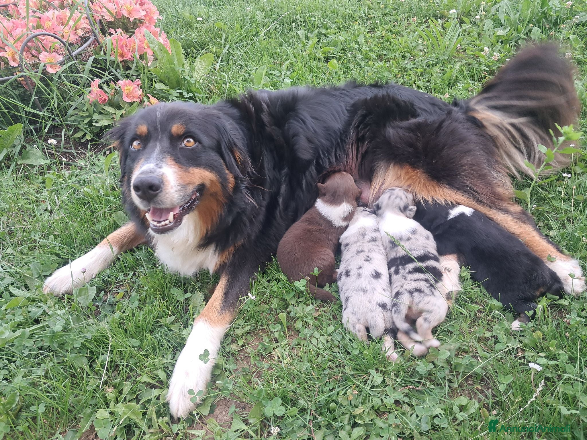 Australian Shepherd cani Cucciola  casalinga  - Annuncio 1