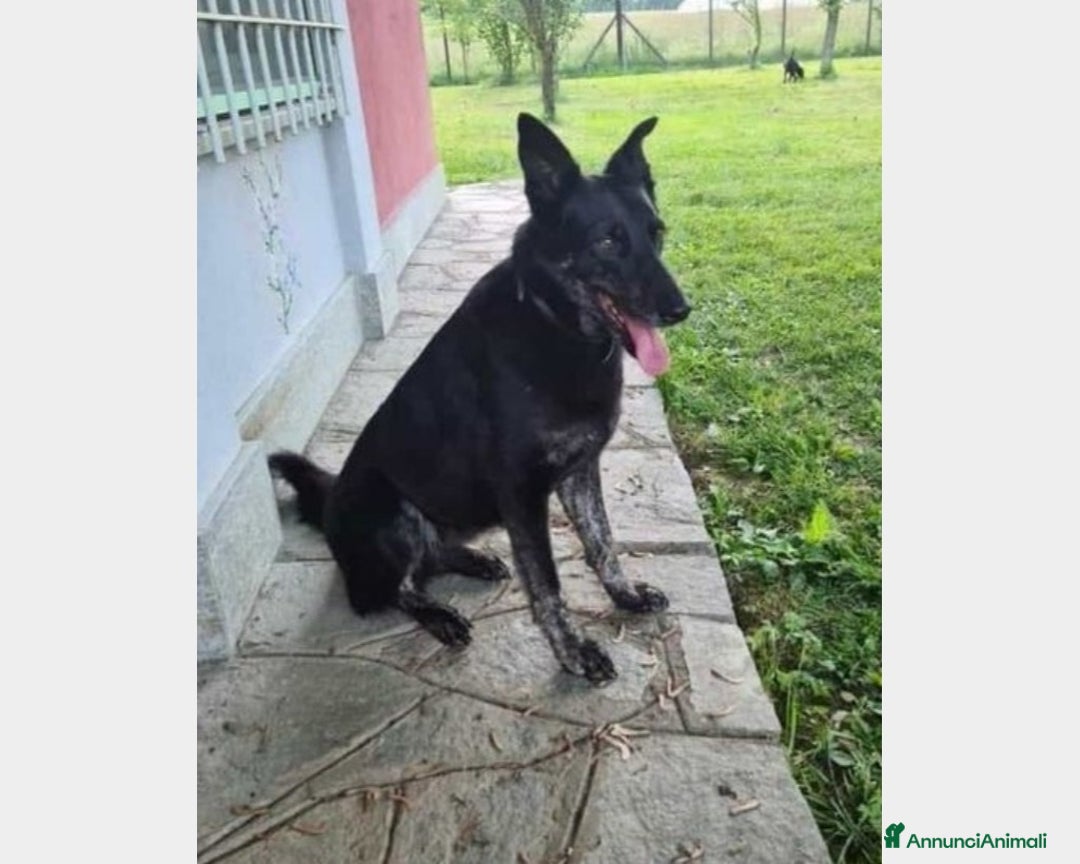 Meticcio cani in regalo: Beth, lupa in adozione Cane lupoide Femmina a Latina - Annuncio 4