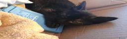 Meticcio gatti in regalo: Sara e i suoi cuccioli  - Annuncio 11