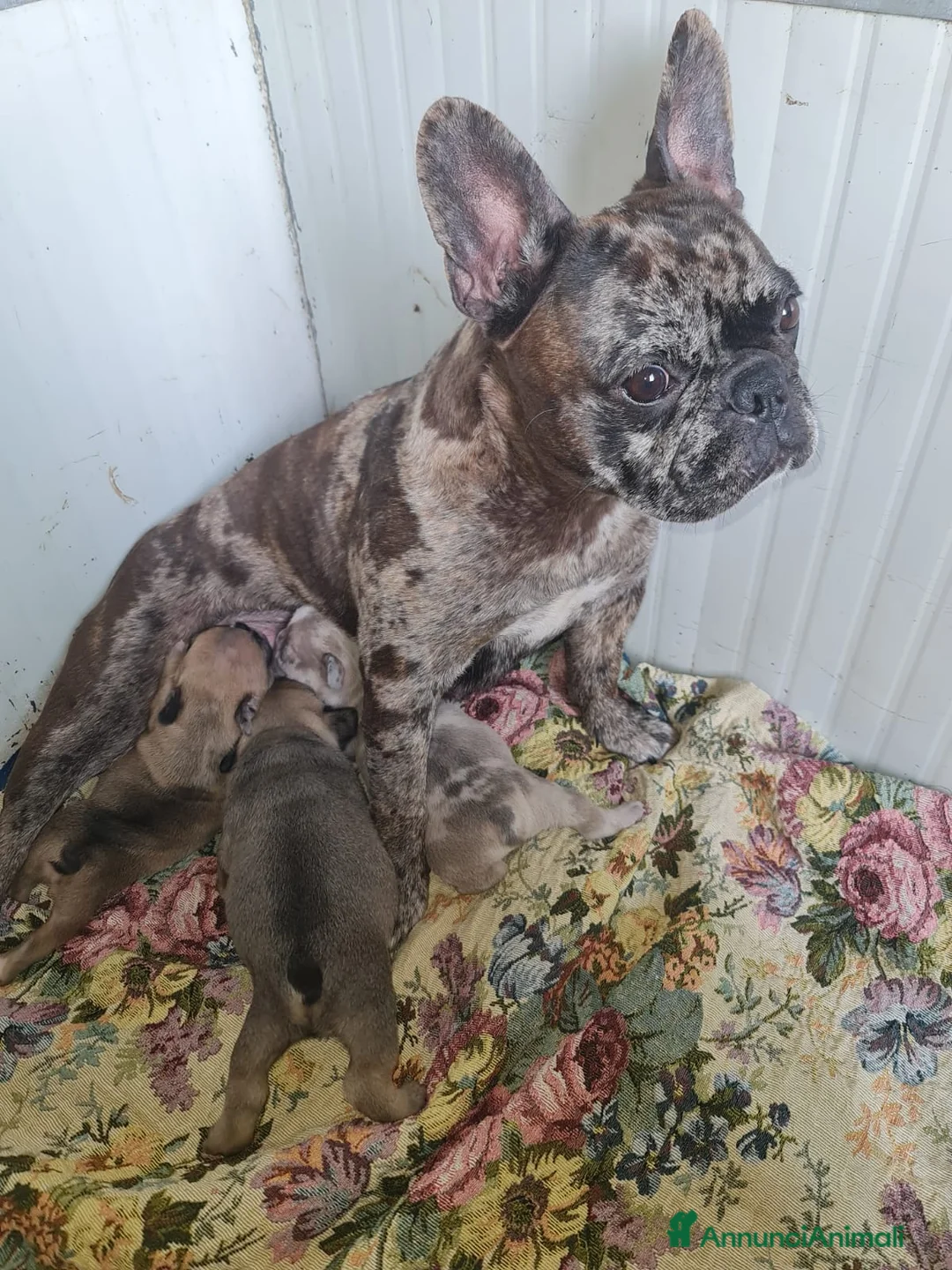 Bulldog Francese cani in vendita: Bulldog francese cuccioli - Annuncio 2