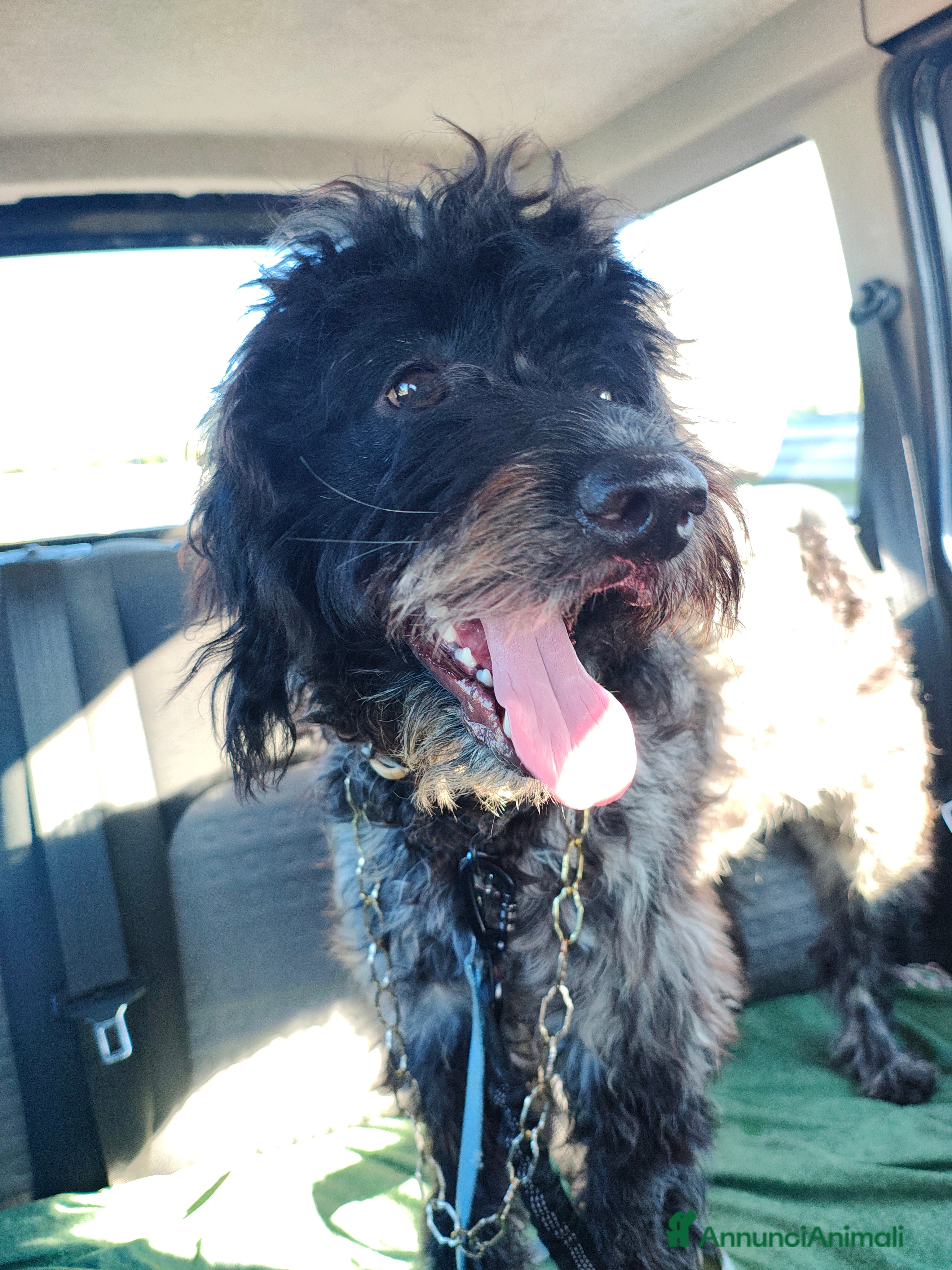 Lagotto cani Miro cerca il primo amore 🤍 - Annuncio 18