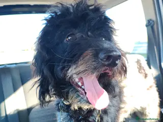 Lagotto cani Miro cerca il primo amore 🤍 - Annuncio 18