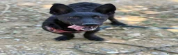 Meticcio cani in regalo: ELIO, fantastico lupetto mignon! TG MEDIO PICCOLA - Annuncio 7