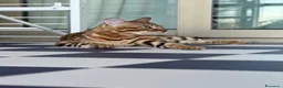 Bengala gatti per accoppiamento:  Bengala maschio fantastico cerca femmina - Annuncio 5