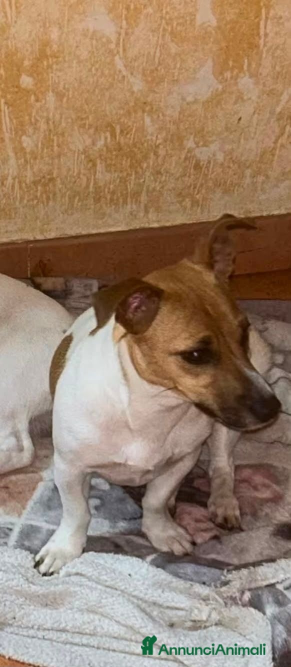 Jack Russell cani cuccioli di jack russell - Annuncio 3