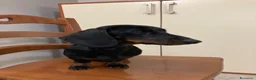 Bassotto cani per accoppiamento: Bassotto nero focato kaninkeen  - Annuncio 2