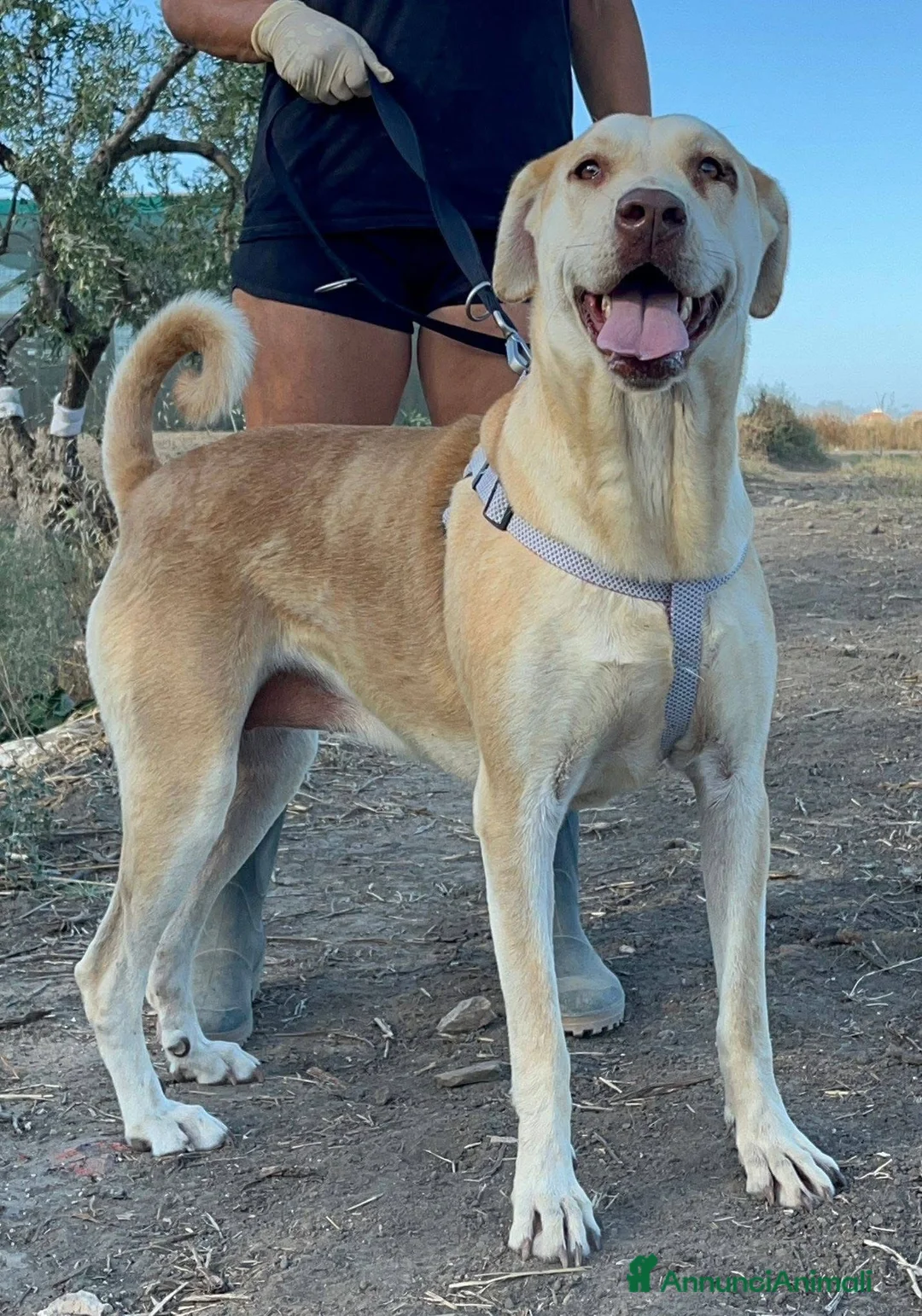 Meticcio cani in regalo: Patty  - Annuncio 6