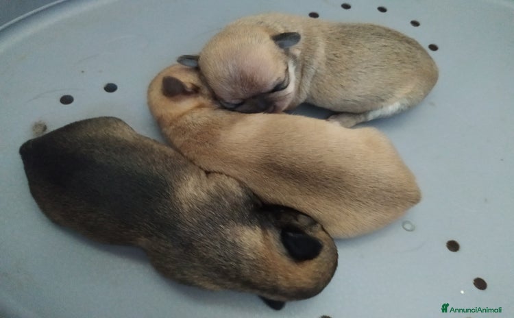 Chihuahua cani a Città Metropolitana di Genova - Annuncio 4