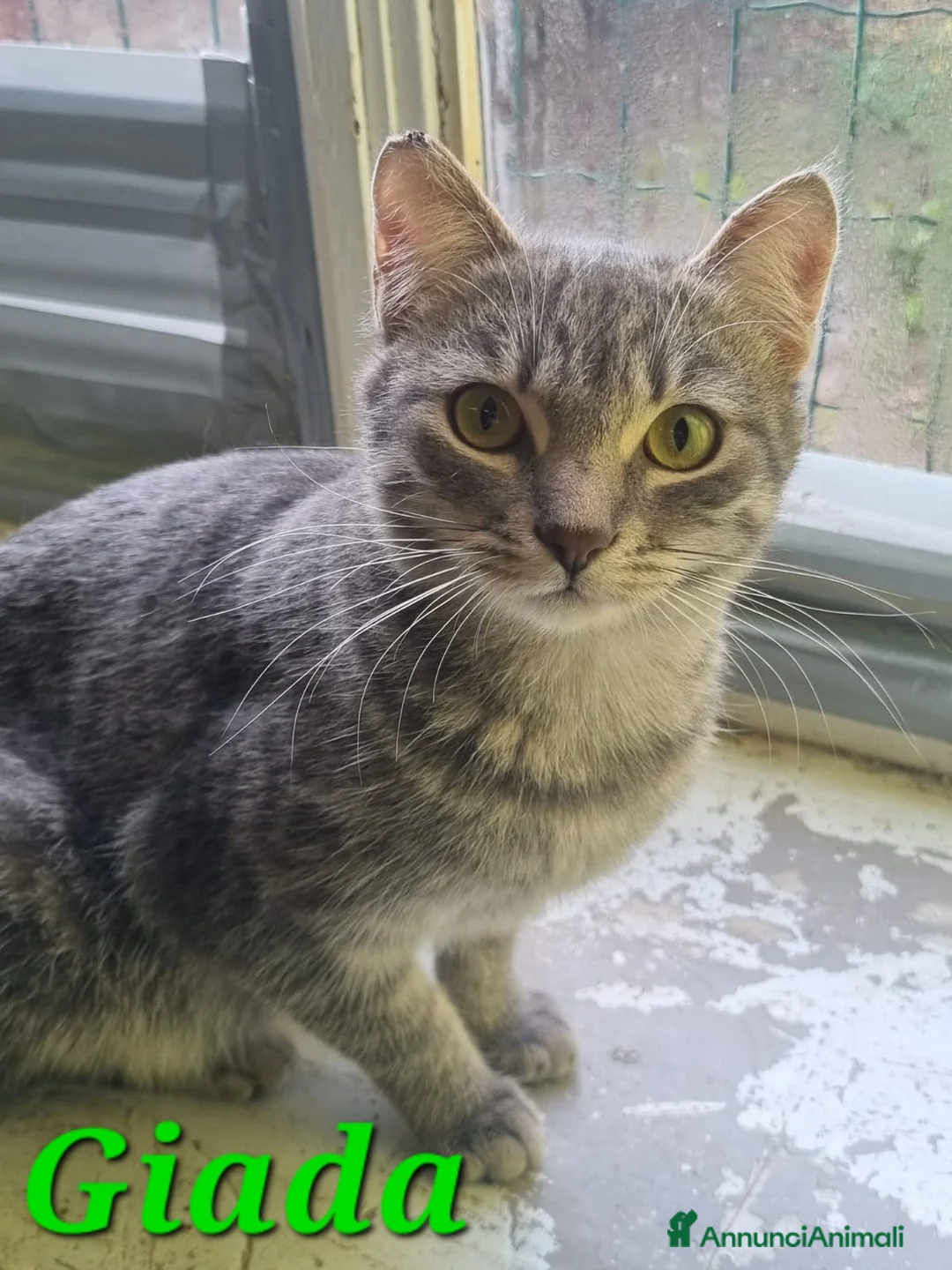 Europeo gatti in regalo: GATTINE DOLCISSIME CERCANO UNA MAMMA - Annuncio 5