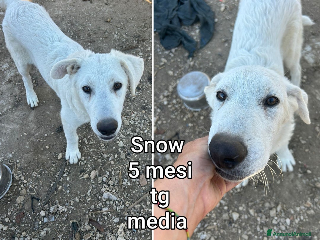 Meticcio cani in regalo: CUCCIOLI BISOGNOSI CERCANO FAMIGLIA - Annuncio 8