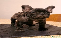 Bulldog Francese cani in vendita: Bulldog francese maschio - Immagine 4