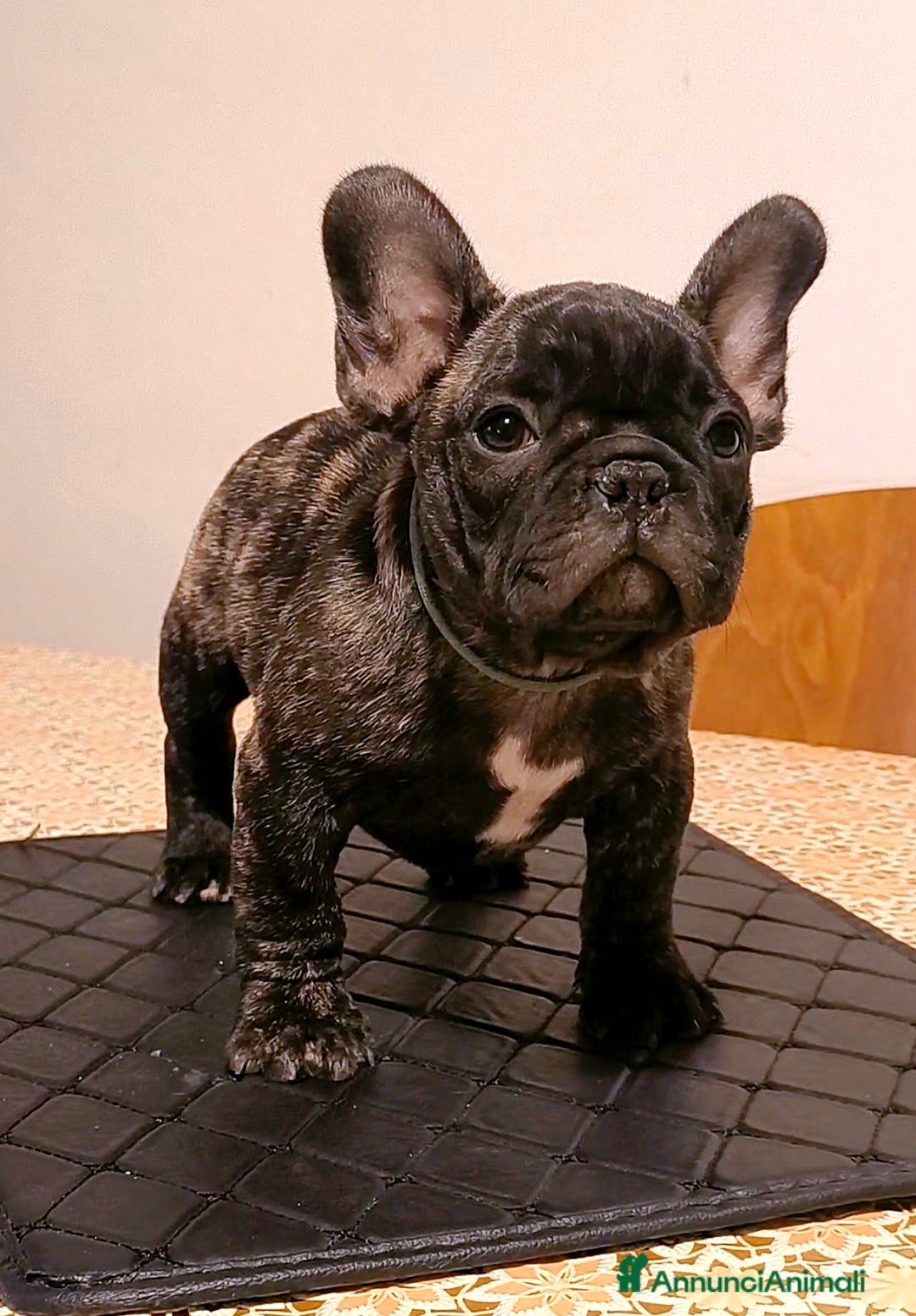 Bulldog Francese cani in vendita: Bulldog francese maschio - Immagine 4