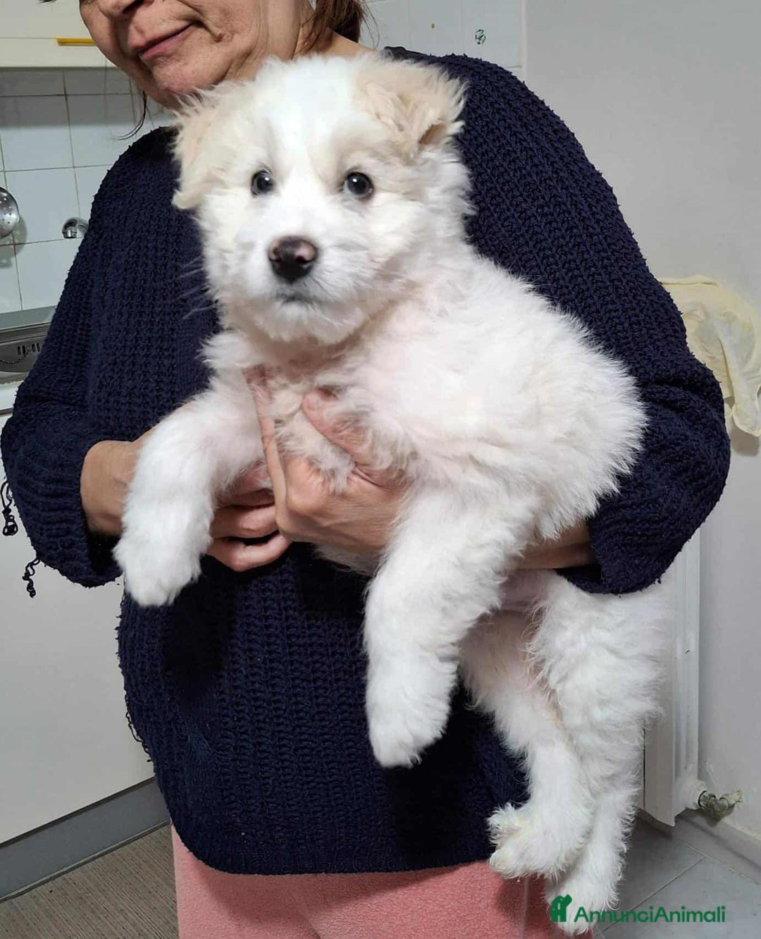 Meticcio cani in regalo: LEON, cucciolotto buffissimo! 3 MESI - Annuncio 4