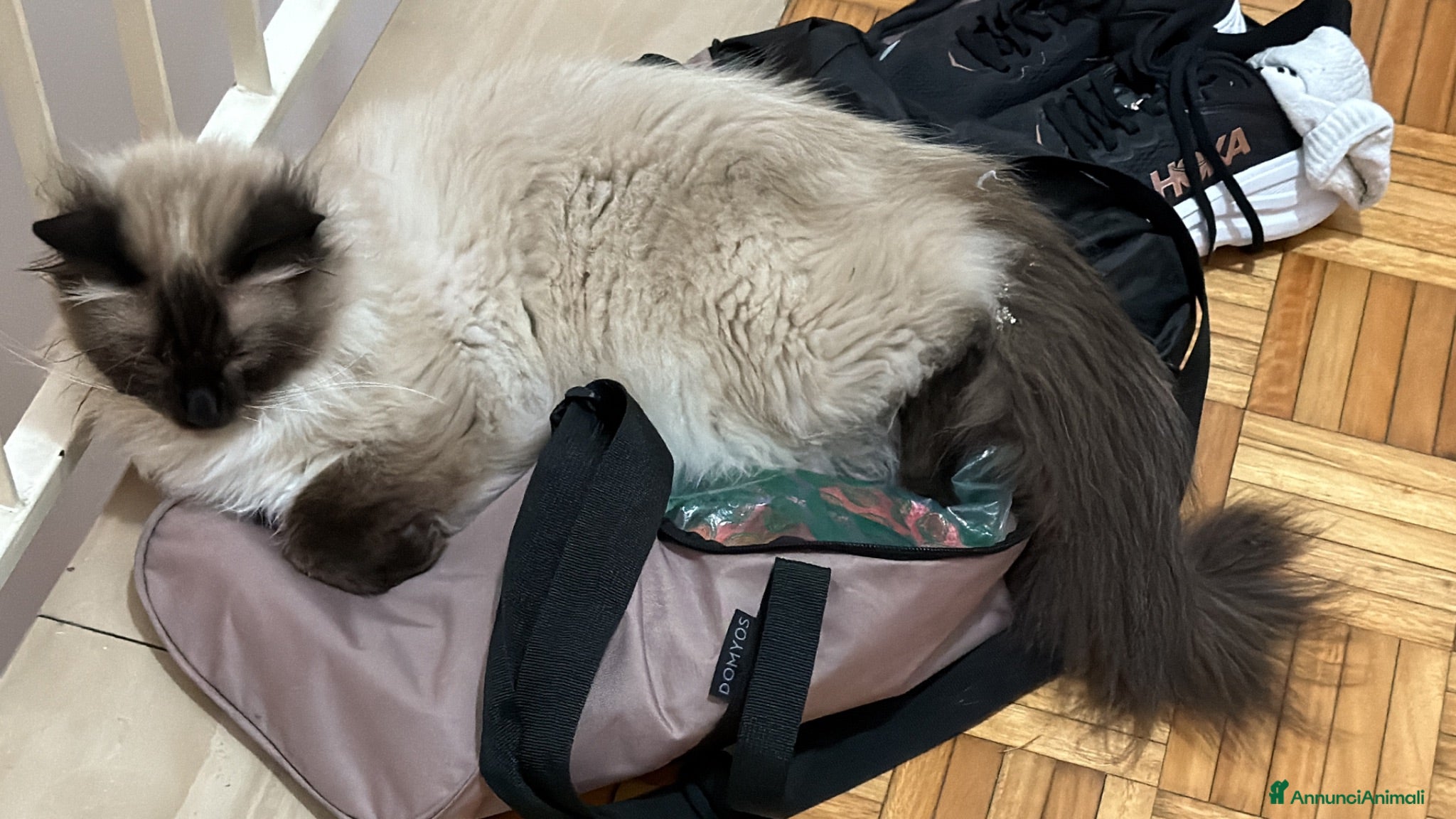 Ragdoll gatti Ragdoll - Annuncio 2