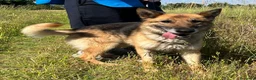 Meticcio cani in regalo: CICCILLO PASTORE TEDESCO - Annuncio 1