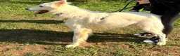 Pastore Svizzero cani in regalo: Gucci, uno splendido pastore svizzero - Annuncio 10