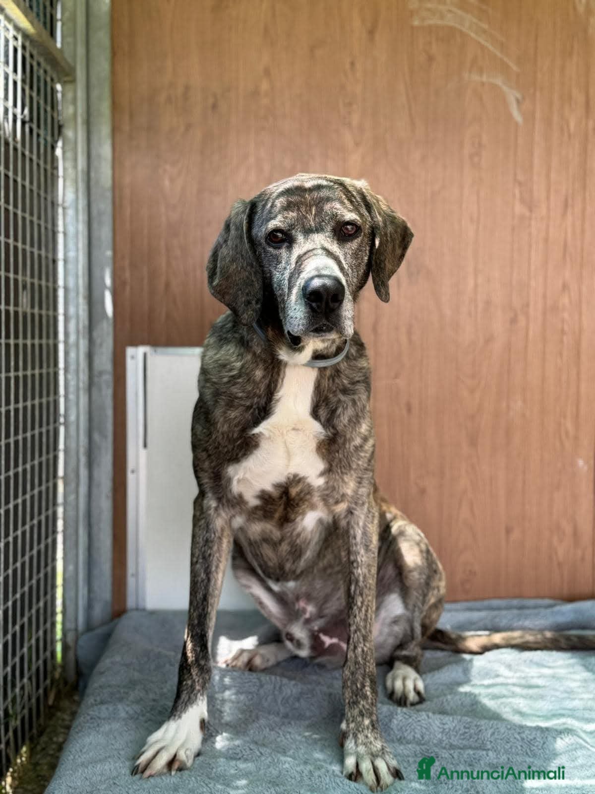 Meticcio cani Lillo cerca casa  - Annuncio 5