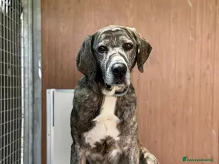 Meticcio cani Lillo cerca casa - Annuncio 5