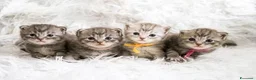 Maine Coon gatti in vendita: Maine coon m/f - Annuncio 6