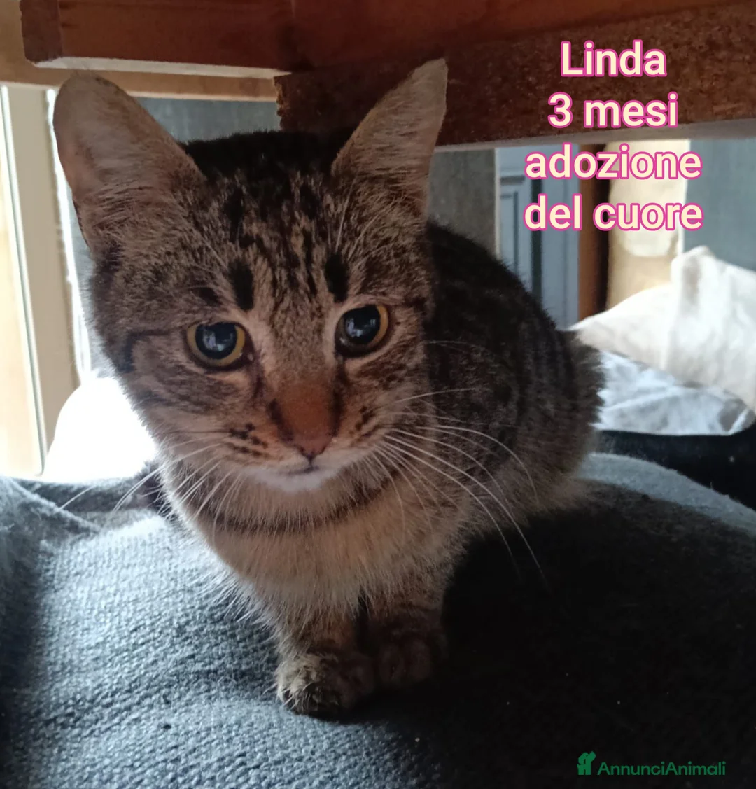 Altre razze gatti in regalo: MICINI, URGENTE: TEMPO SCADUTO  - Annuncio 11