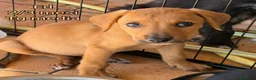 Meticcio cani in regalo: SALVA UN CUCCIOLO! a Provincia di Reggio Emilia - Annuncio 4