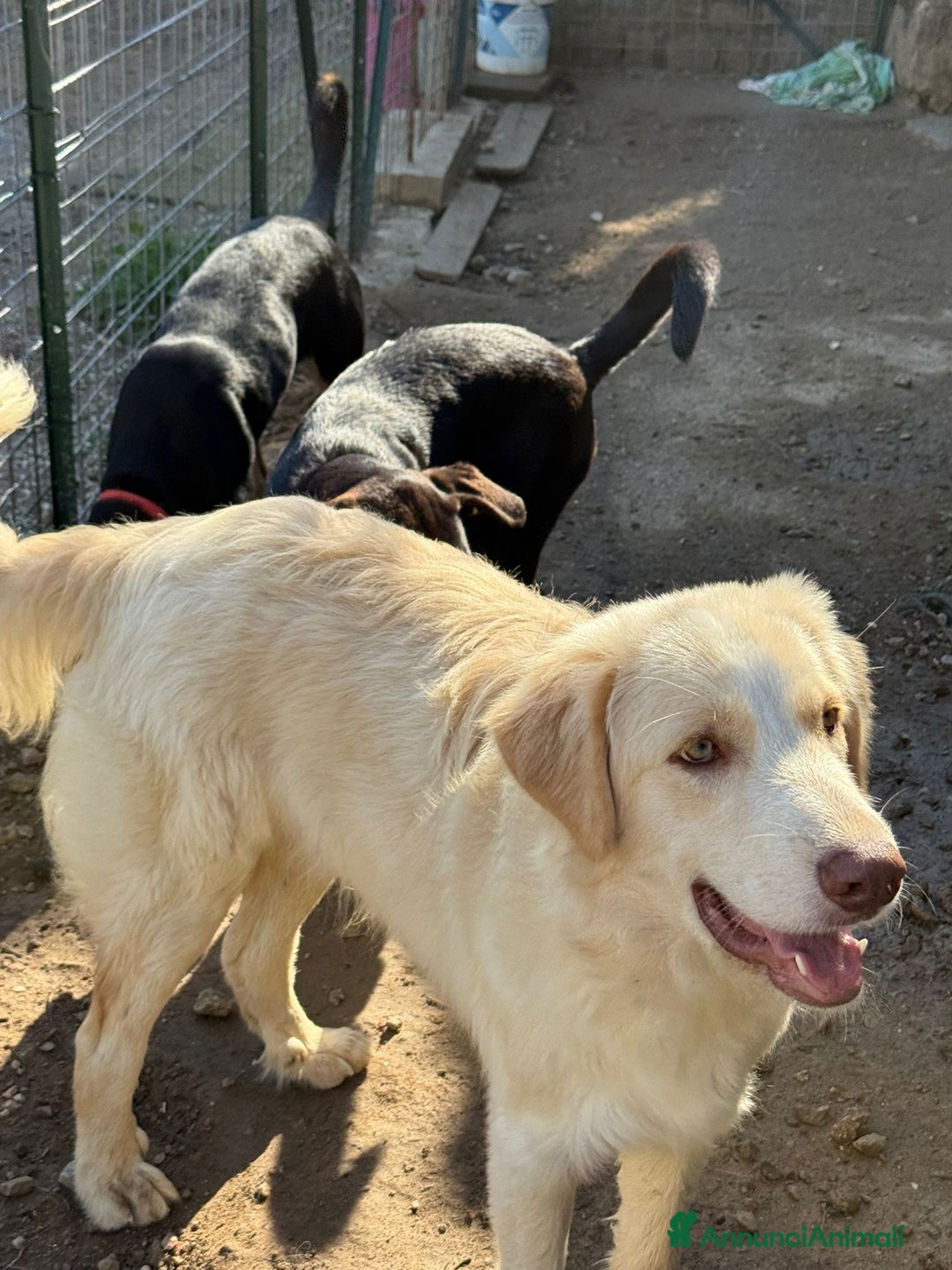 Meticcio cani in regalo: ARGO, COSÌ BELLO, NON LO VUOLE NESSUNO!?!?! - Annuncio 3