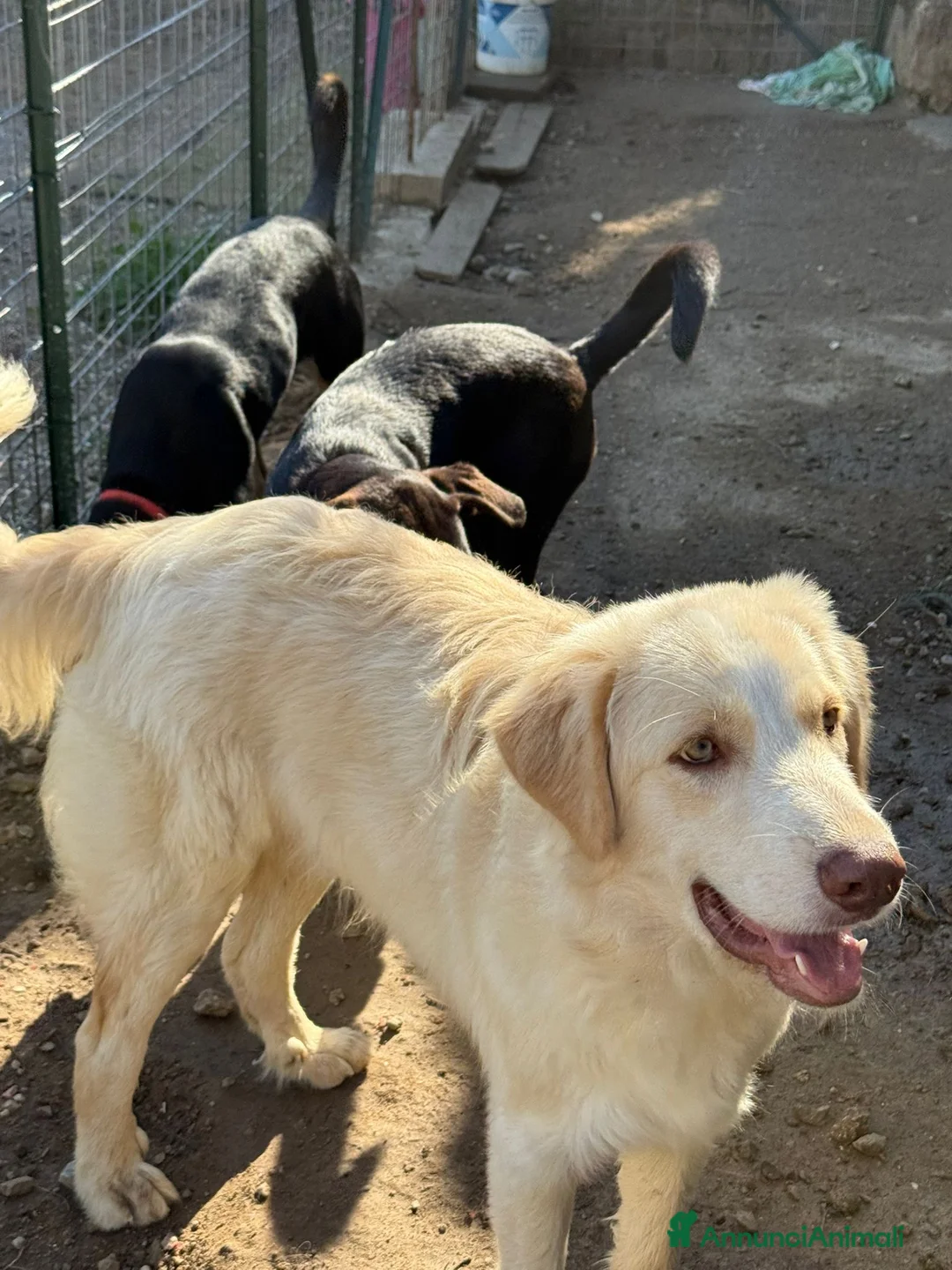 Meticcio cani in regalo: ARGO, COSÌ BELLO, NON LO VUOLE NESSUNO!?!?! - Annuncio 3