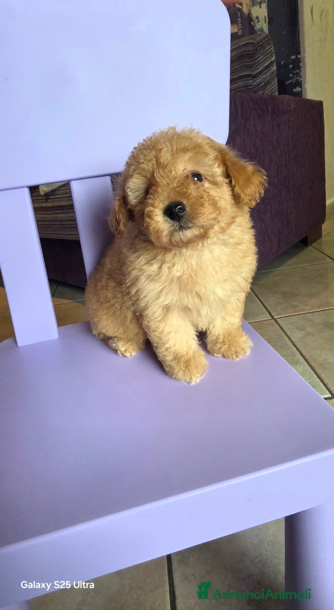 Barboncino Toy cani in vendita: Barboncino  - Annuncio 5