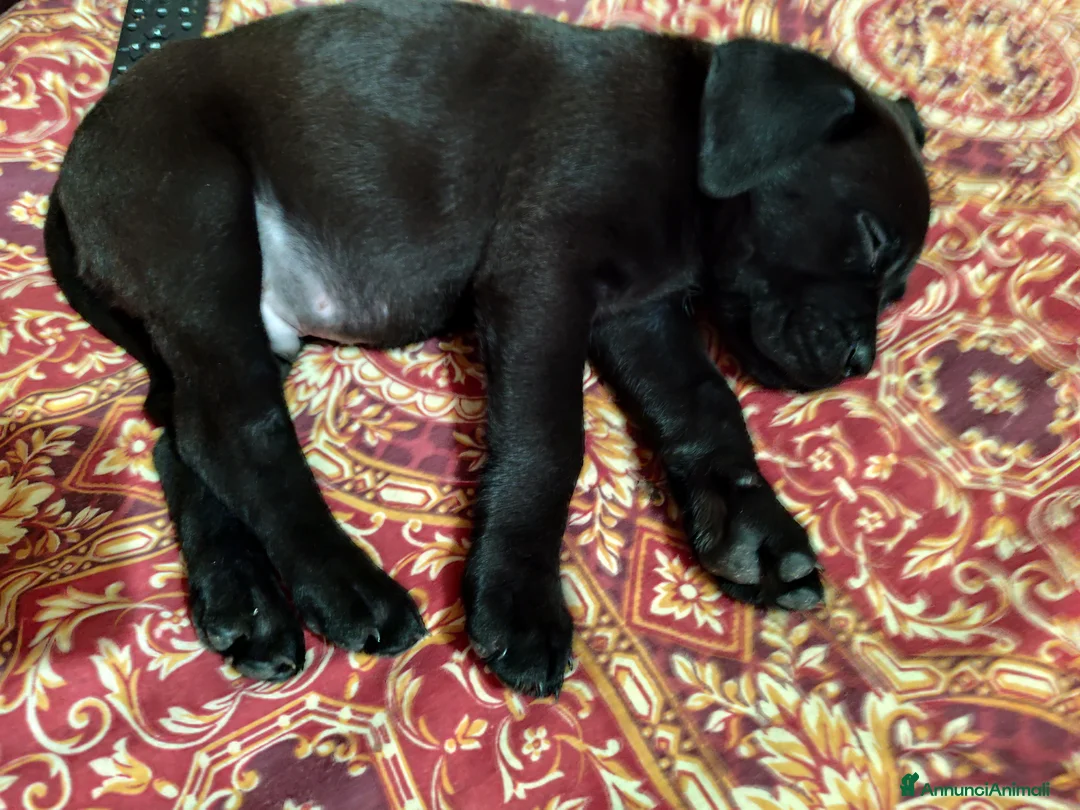 Cane Corso cani in vendita: Ultimo cucciolo  - Annuncio 4