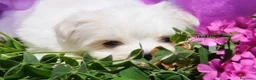 Maltese cani in vendita: Maltese Trequartidiluna - Annuncio 4