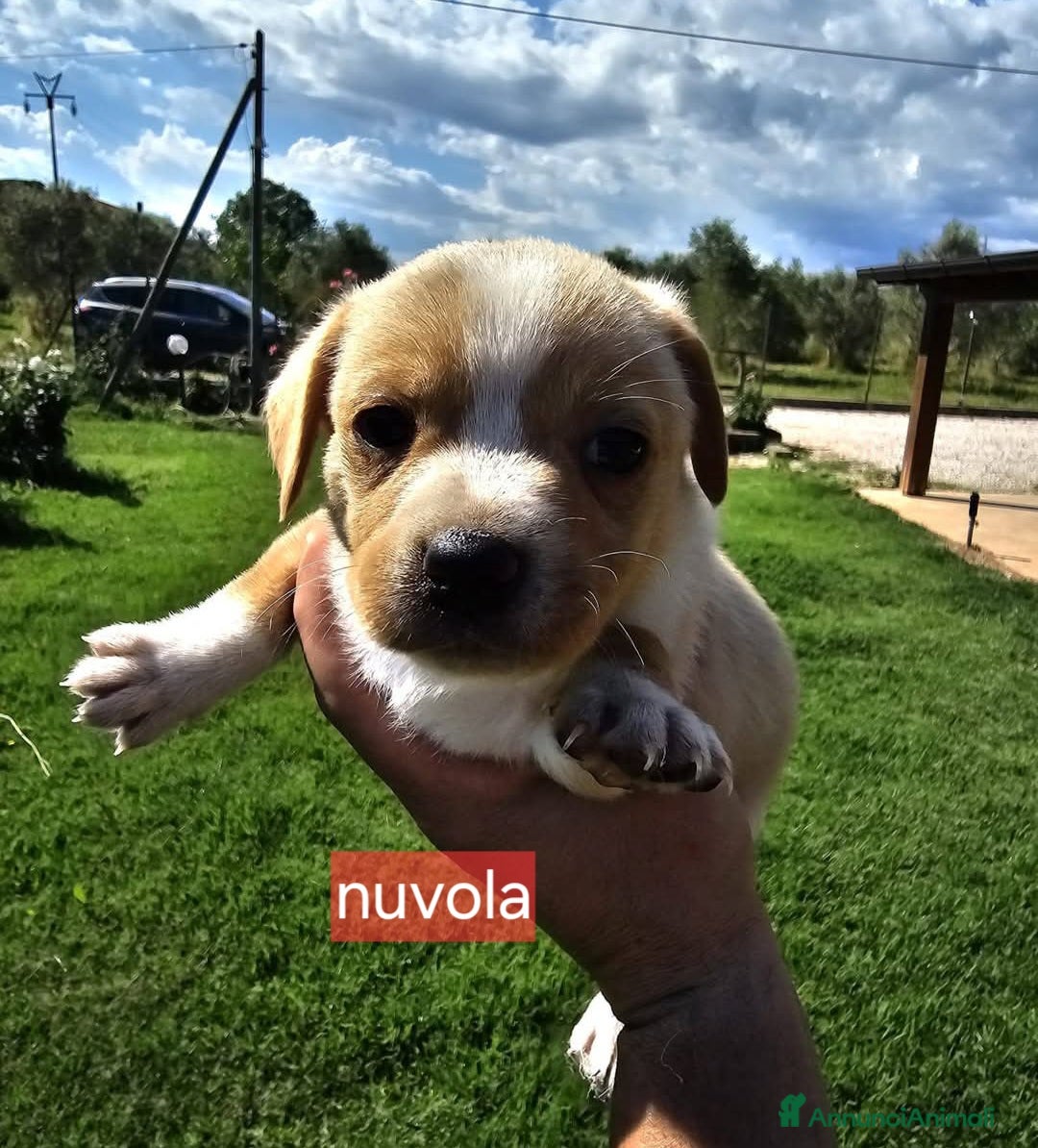 Meticcio cani in regalo: Cuccioli di taglia media piccola  - Annuncio 4