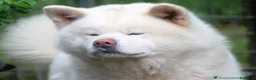 Akita Inu cani in vendita: AKITA - Annuncio 7