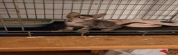 Meticcio gatti in regalo: Bellissimo, 3 mesi e mezzo  - Annuncio 7